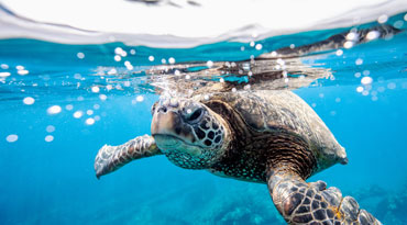 sea turtle swimming